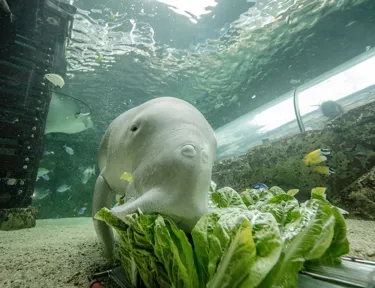 Dugong eating lettuce
