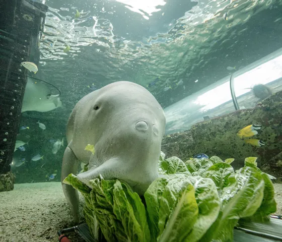 Dugong eating lettuce