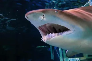 Grey nurse Shark at SEA LIFE Sydney Aquarium