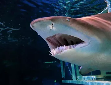 Grey nurse Shark at SEA LIFE Sydney Aquarium