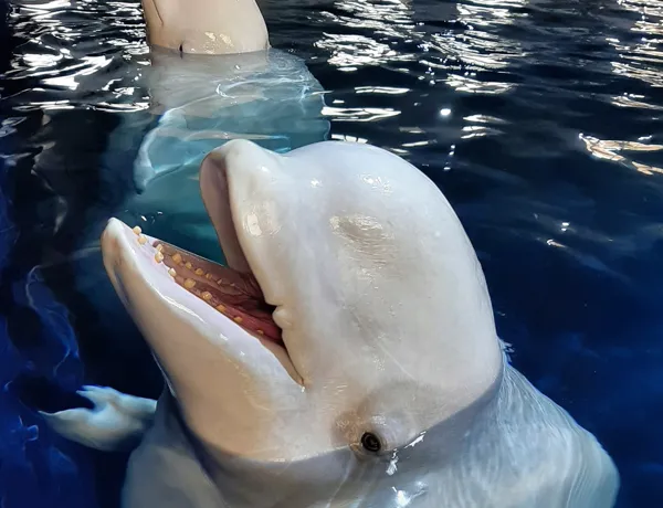 SLT Beluga Whales