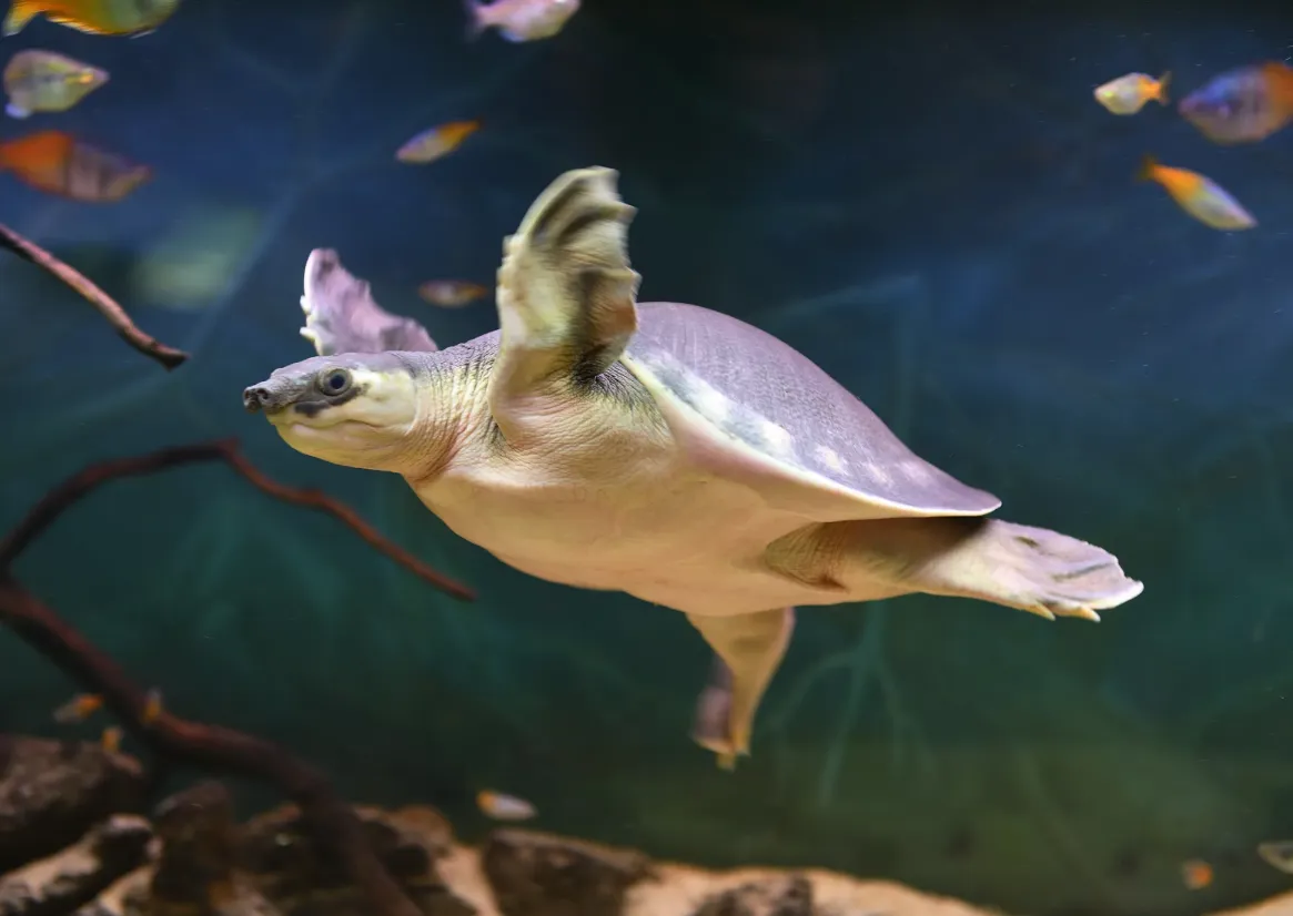 Pignosed Turtle