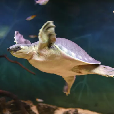 Pignosed Turtle
