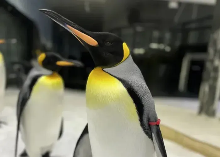 King And Gentoo Penguins Of SEA LIFE Sydney Aquarium Derrick