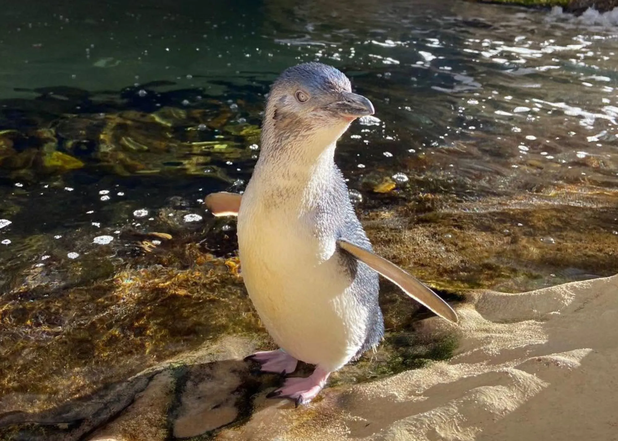 Little Penguin At SEA LIFE Sydney Aquarium