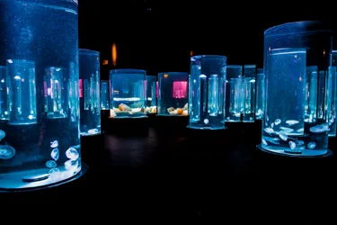 2100Hrs Jellyfish Lullaby Day And Night On The Reef