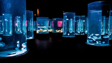 2100Hrs Jellyfish Lullaby Day And Night On The Reef