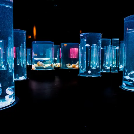 2100Hrs Jellyfish Lullaby Day And Night On The Reef