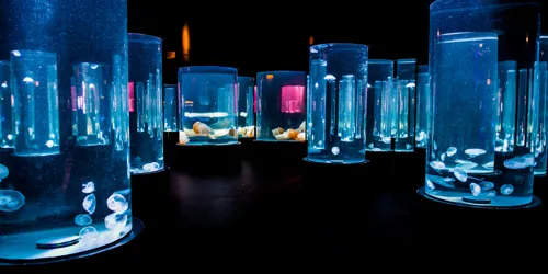 2100Hrs Jellyfish Lullaby Day And Night On The Reef