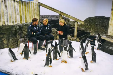 people sitting on chairs on ice with penguins