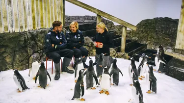 people sitting on chairs on ice with penguins