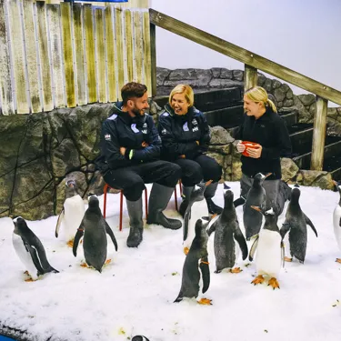 people sitting on chairs on ice with penguins