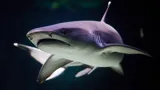 Shark Dark
