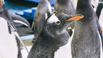 Penguinpassport Banner