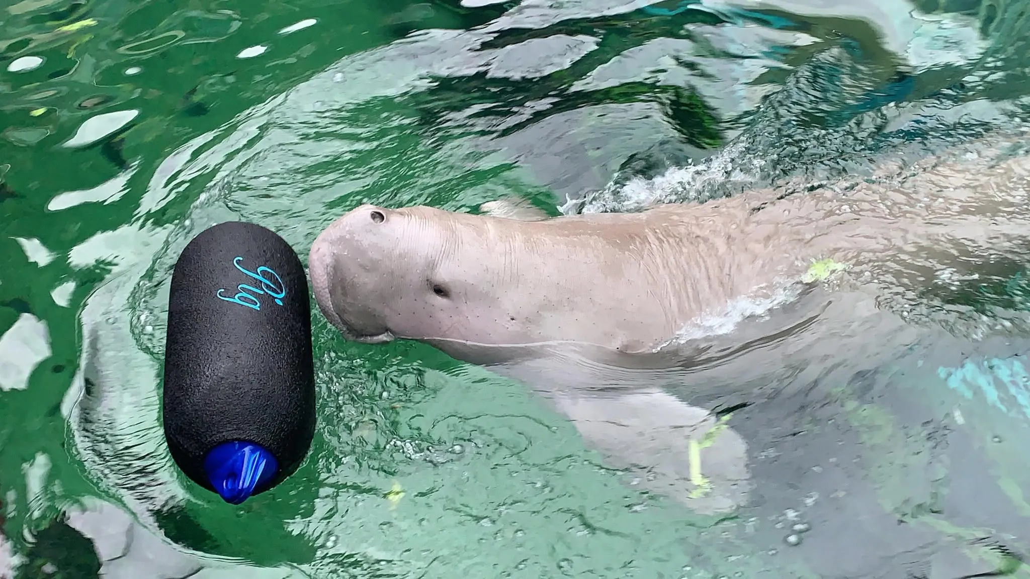 Pig The Dugong With A Toy At SEA LIFE Sydney Aquarium