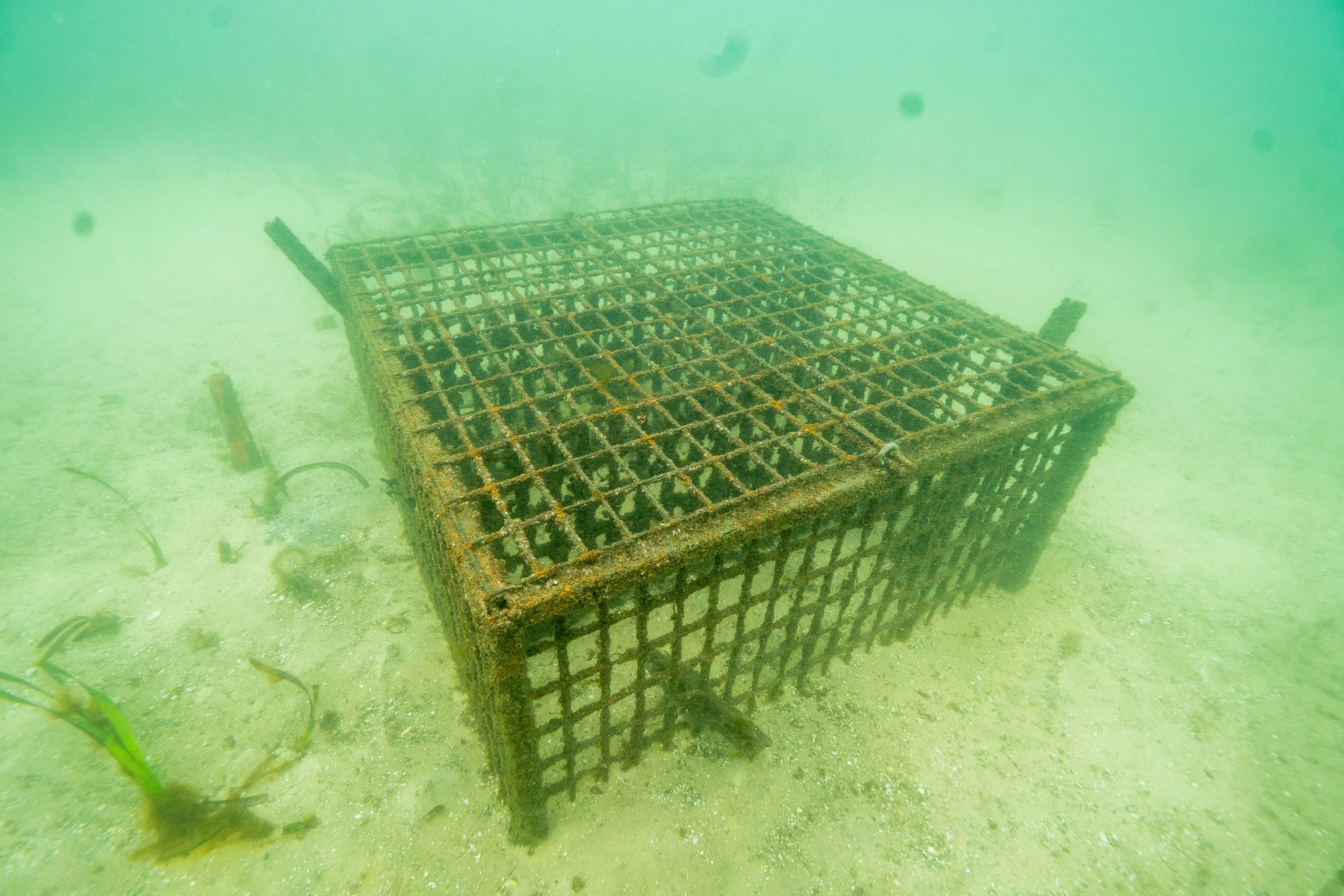 Seahorse Hotel Anchored On Sea Floor Provides An Artificial Habitat For Released White's Seahorses And Other Marine Creatures