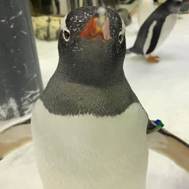 Tasman the Gentoo Penguin at Sea Life Sydney Aquarium