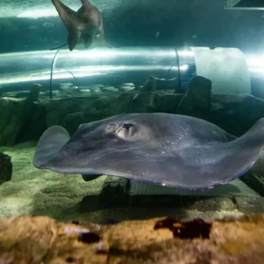 Smooth Ray Rays | Stingrays | SEA LIFE Sydney Aquarium