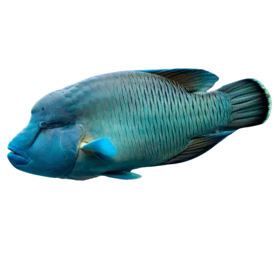 Humphead Wrasse (1)