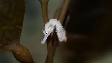 Pot Bellied Seahorse