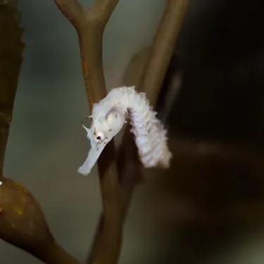 Pot Bellied Seahorse