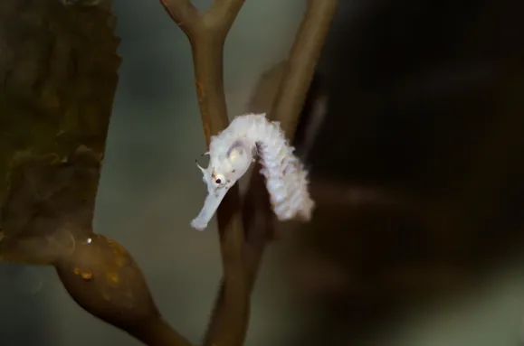 Let our Pot Bellied seahorse inspire craft ideas in your kids