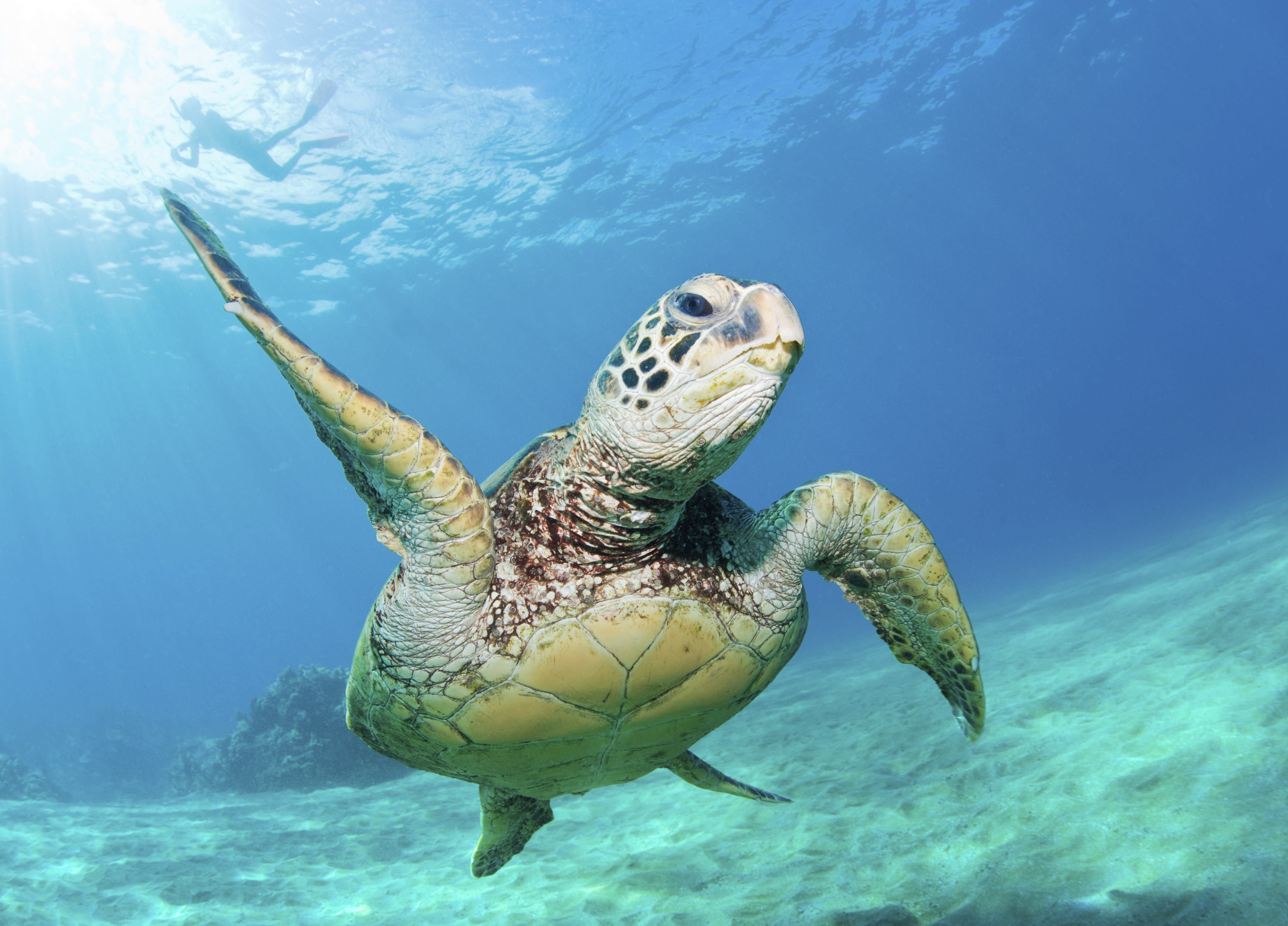 Endangered and Vulnerable Green Sea Turtles