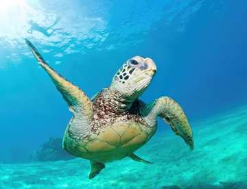 Endangered and Vulnerable Green Sea Turtles