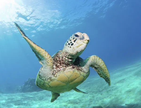 Endangered and Vulnerable Green Sea Turtles