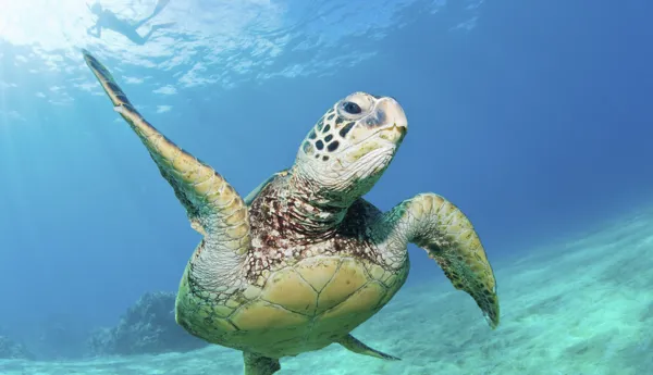 Endangered and Vulnerable Green Sea Turtles