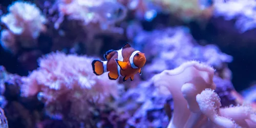 Things to do in Darling Harbour - SEA LIFE Sydney 