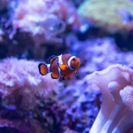 Things to do in Darling Harbour - SEA LIFE Sydney