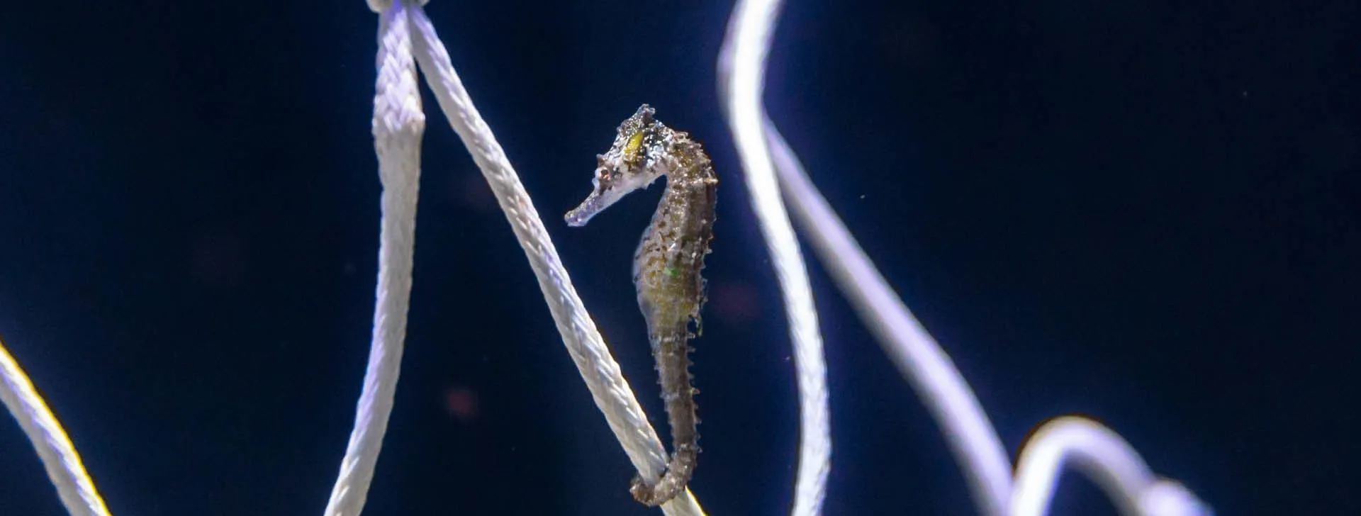 seahorse breeding program