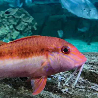 goatfish at sea life sydney