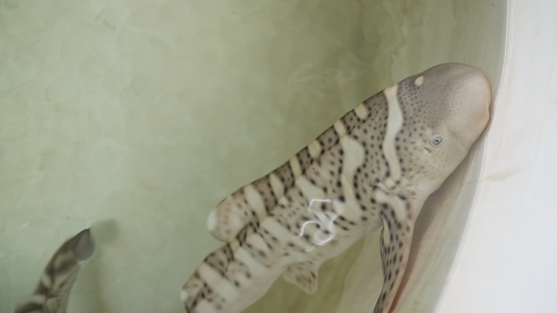 SLSA Baby Steg, Zebra Shark Pup Close Up