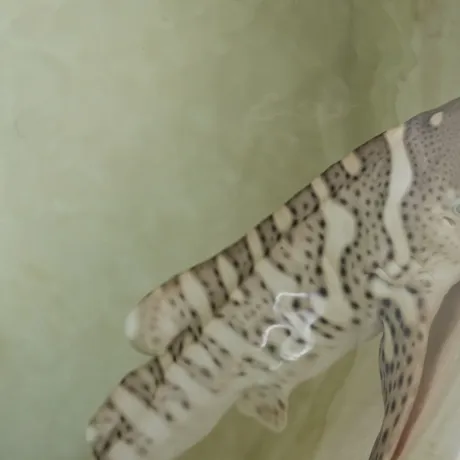 SLSA Baby Steg, Zebra Shark Pup Close Up