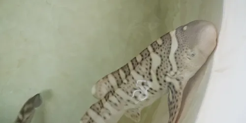 SLSA Baby Steg, Zebra Shark Pup Close Up