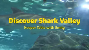 Shark Valley Species Talk