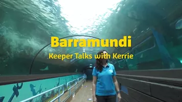 Barramundi Talk