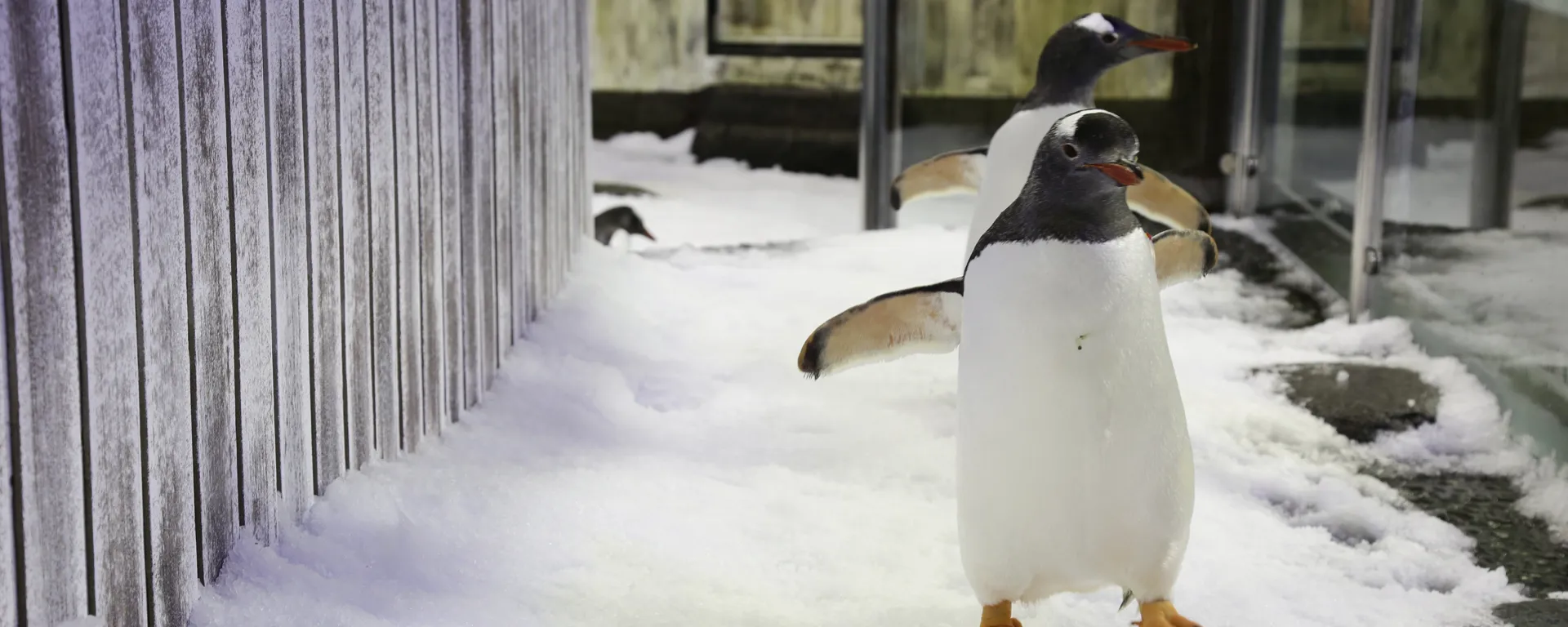 penguins walking sydney