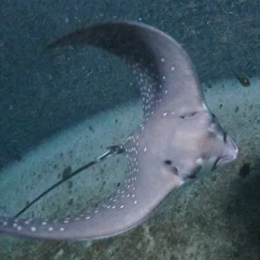 Ray Fb75e4