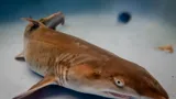 Grey Nurse Shark Pup Archie At SEA LIFE Sydney Aquarium
