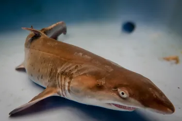 Grey Nurse Shark Pup Archie At SEA LIFE Sydney Aquarium