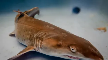 Grey Nurse Shark Pup Archie At SEA LIFE Sydney Aquarium