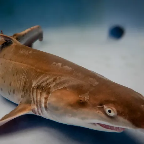 Grey Nurse Shark Pup Archie At SEA LIFE Sydney Aquarium