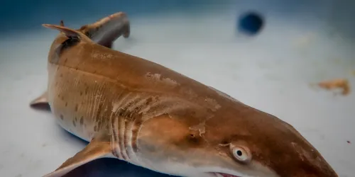 Grey Nurse Shark Pup Archie At SEA LIFE Sydney Aquarium