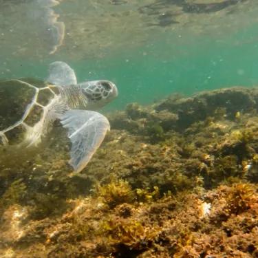 Taren The Turtle Released At Kurnell SEA LIFE Sydney Aquarium