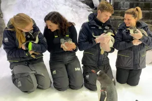 Penguin Chick Cuddles
