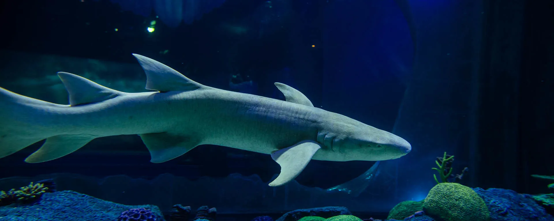 Nurse Shark