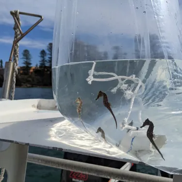 Seahorse Release 090921